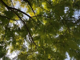 仰视翠绿繁茂的树枝