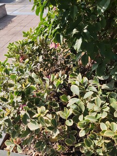 绿叶繁茂的灌木丛