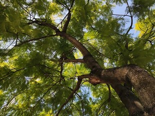 仰视葱郁大树树冠