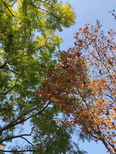 秋日树梢黄绿交织之景