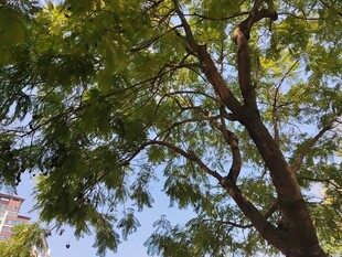 枝叶繁茂的大树