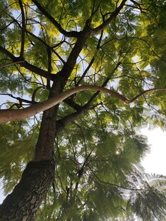 繁茂大树展现自然生机