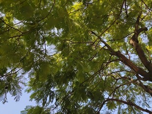 枝叶繁茂的树冠