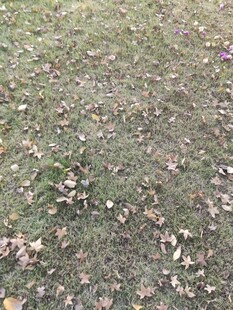 秋日草地落叶景象