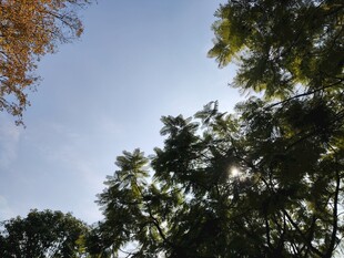 仰视葱郁树木与晴朗天空