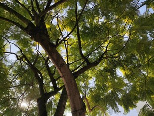 弯曲树干与繁茂绿叶