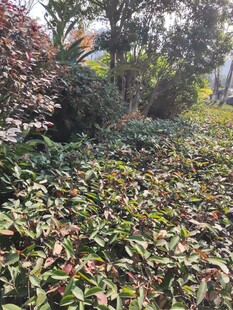 绿叶繁茂的地面植物景观