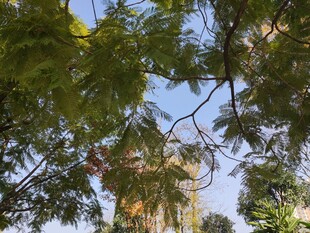 仰视茂密树木间的景象