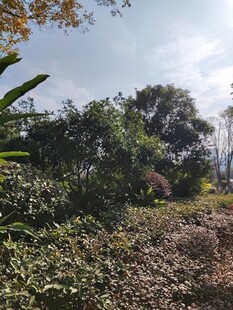 户外繁茂绿植景观