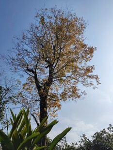 秋日孤树尽显自然之美