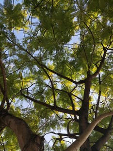 仰视繁茂枝叶的树木