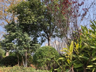 户外繁茂绿植景观