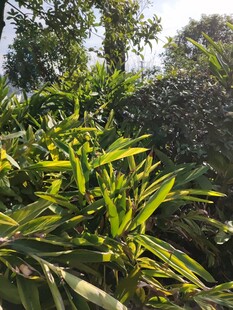 绿意盎然的植物景观