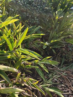 阳光下的翠绿植物