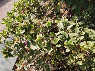 绿叶繁茂的灌木丛