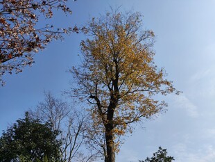 秋日挺拔银杏树