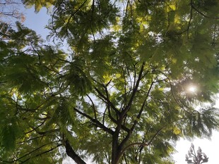 阳光透过树叶的绿意景象