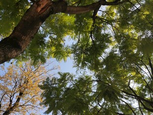 仰视繁茂树冠绿意盎然