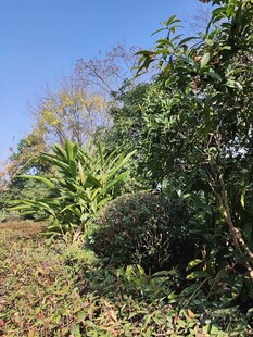 户外繁茂绿植景观