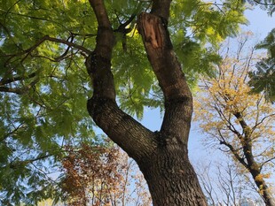 粗壮树干与繁茂枝叶