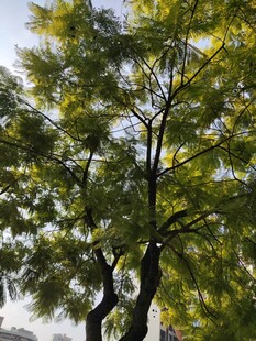 阳光下的繁茂树枝