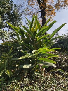 户外翠绿植物景观