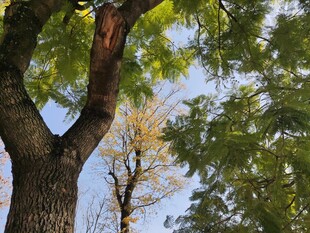 仰视下的繁茂树木