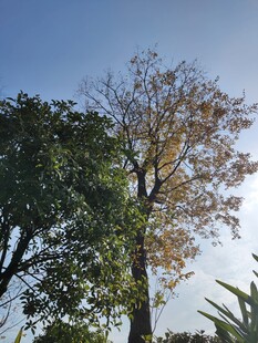 阳光下的树木景观