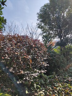 户外多彩植物景观