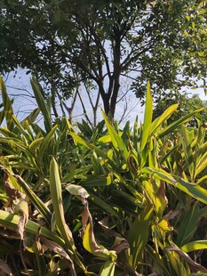 阳光下的繁茂绿植