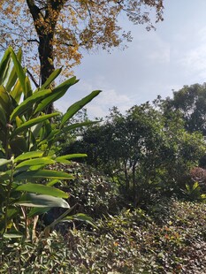 户外绿植丛生的自然景致