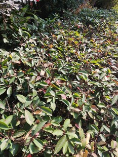 绿叶繁茂的植物景观