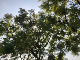 阳光下的繁茂绿树