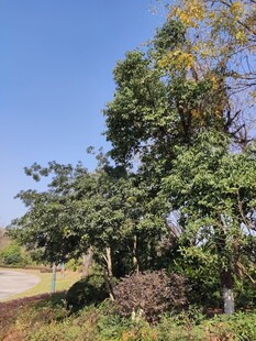 户外繁茂树木风景图