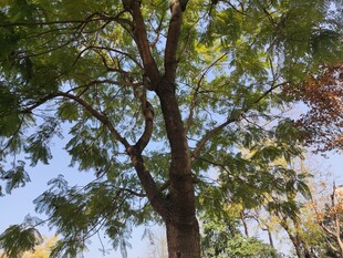 高大繁茂的绿树