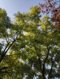 秋日林间树梢景致