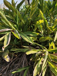 绿叶黄花植物特写