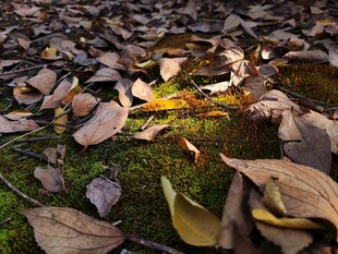 秋日落叶铺就的静谧画面