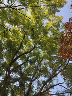 枝叶繁茂的树木景观