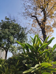 秋日园林绿植与树木景观