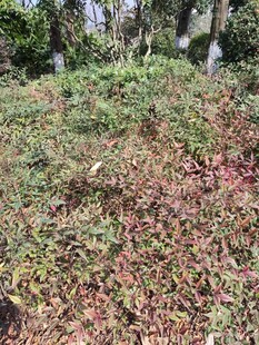 落叶覆盖的草地景观