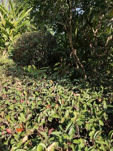 繁茂绿植中的多彩景致