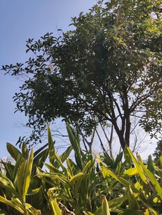 蓝天绿树间的自然景致