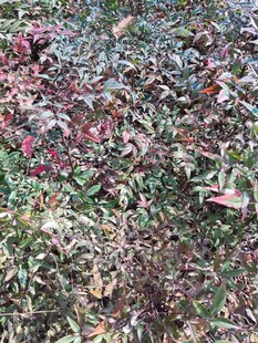 地面多彩落叶景观