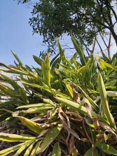 翠绿植物近景生机盎然