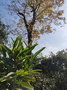 阳光下的树木与绿植