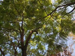 阳光下的葱郁树枝