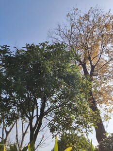 阳光下的绿树与黄叶