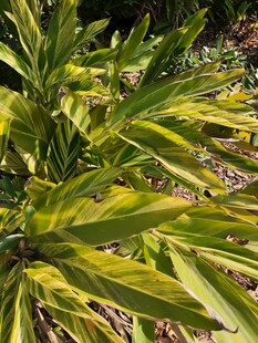 黄绿相间的植物叶片