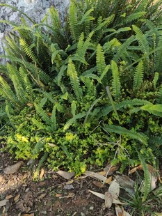 翠绿繁茂的绿植景观